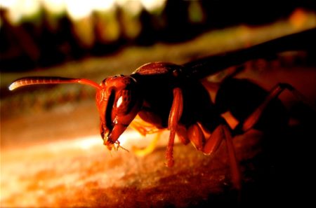close up of a wasp dark tinnitus short scary story