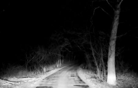 dark woods eight short ghost story image
