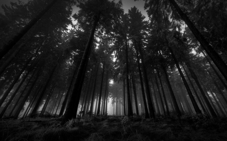 The Whispering Woods – A Short Story by Pim Derks